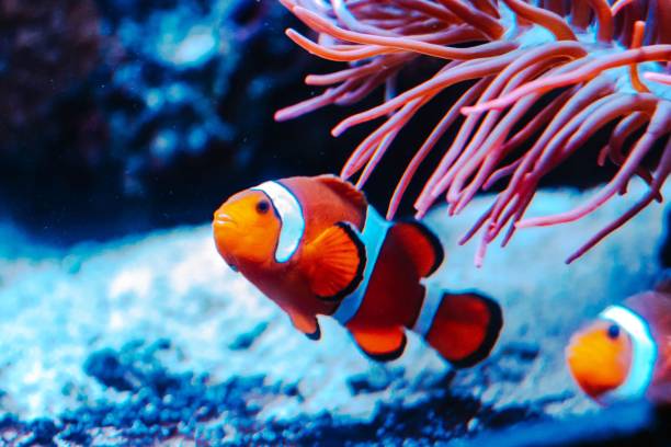 istock Ocellaris clownfish swimming in an aquarium 1497974198