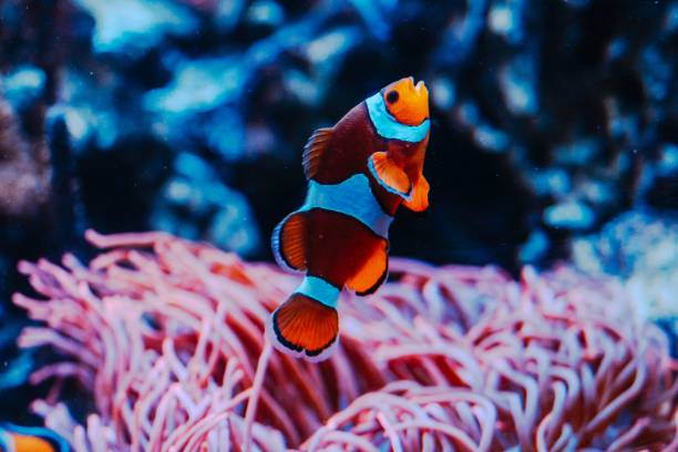 istock Ocellaris clownfish swimming in an aquarium 1497974209