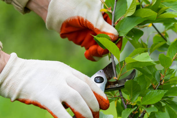 istock Gardener pruning trees with pruning shears on nature background. 1497974350