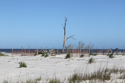 Lone upright dead tree at Driftwood Beach, Jekyll Island, Georgia