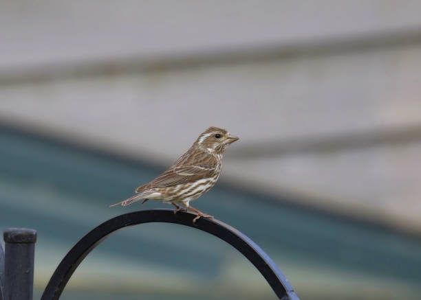 istock Purple Finch (female) (haemorhous purpureus) perched on a bird feeder pole 1497975729
