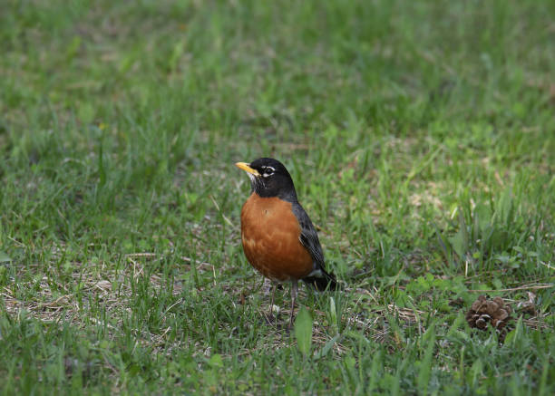 istock American Robin (turdus migratorius) perched on a grassy lawn 1497975753