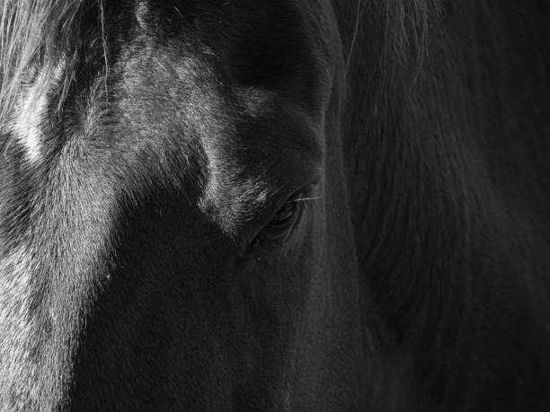 istock Bingo the Horse 1497975760