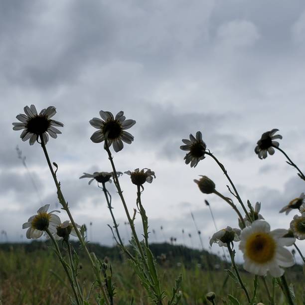 Daisies against a Grey sky stock photo