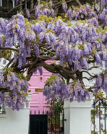 Wisteria in front of a pink door in Notting Hill
