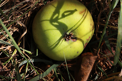 Rotten apple,isolated on white with clipping path.