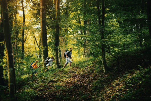 Amigos excursionismo a través de madera. - foto de stock