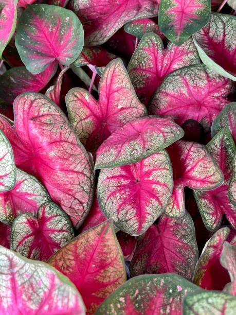 istock Heart of Jesus Plant 1497985446