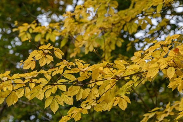 istock Autumn leaves in Shosenkyo Gorge 1497985506