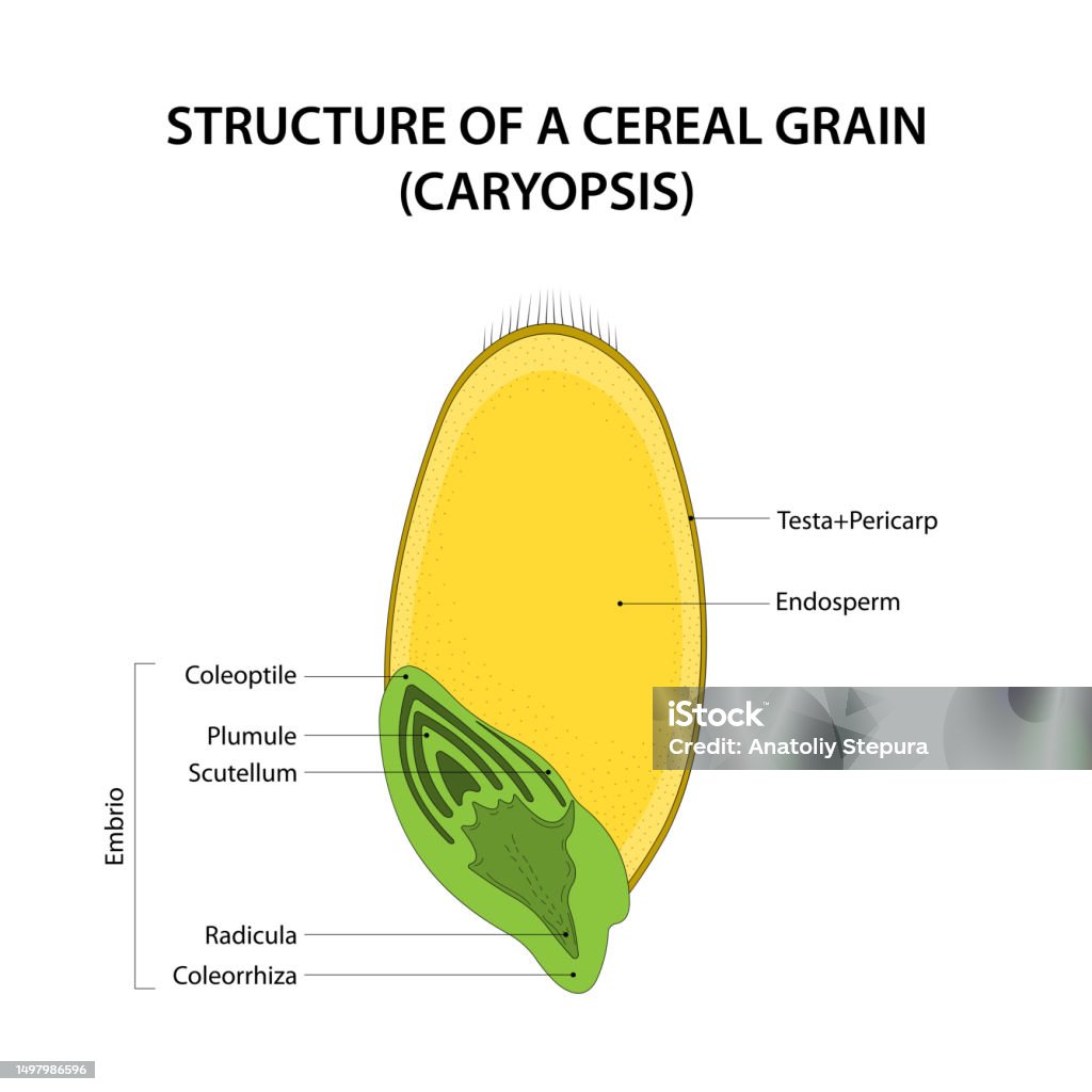 Structure Of A Cereal Grain Diagram Labelled Stock Illustration structure-of-a-cereal-grain-diagram-labelled-stock-illustration