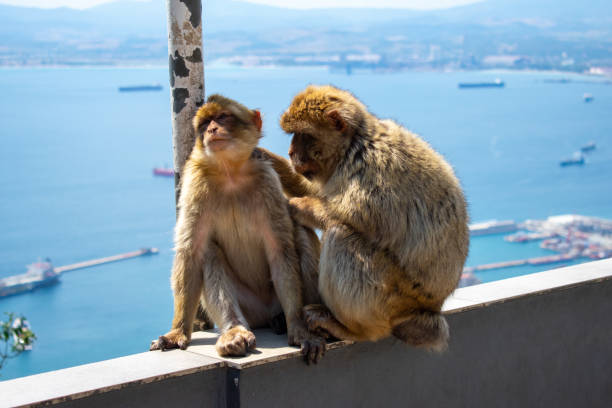 istock Barbary Macaques monkey on upper rock in Gibraltar Natural Reserve. 1497988279
