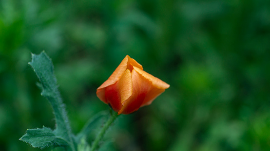 Orange flower. Orange flower close-up. A closed bud of an orange flower. Wide orange petals