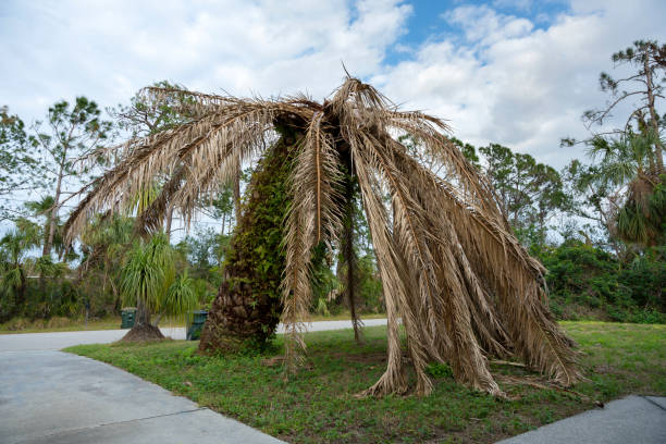 istock Dead palm tree with dry branches on Florida home backyard. Tree removal concept 1497989082