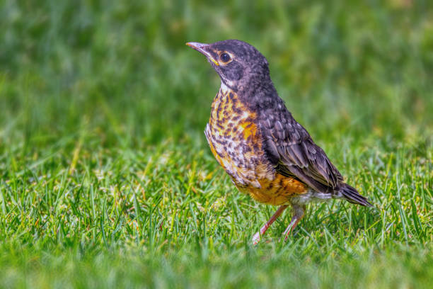 istock An American robin chick young bird on green grass. 1497992089
