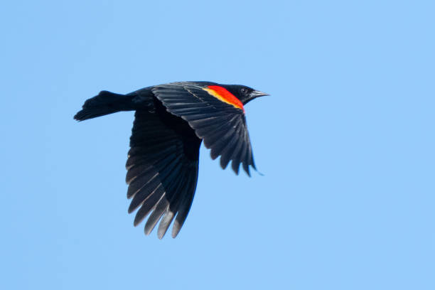 istock Male Red-Winged Blackbird in Flight on a Sunny Day 1497996165