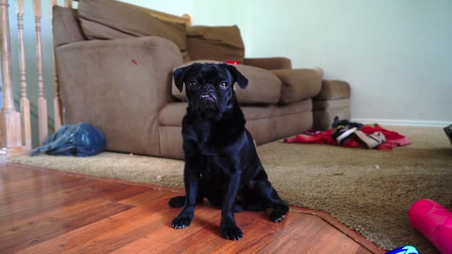 On the smooth hardwood floor of a home, a timid black pug puppy steals hearts with his captivating underbite. Shyness only enhances his irresistible charm, creating a lovable and endearing presence.