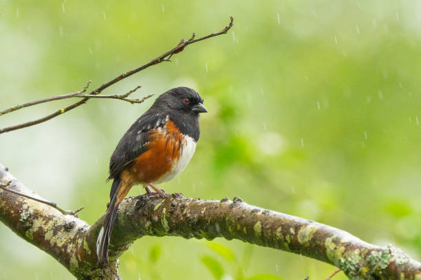 istock Spotted Towhee Bird Looks Put Out in a Spring Rainstorm 1497996420