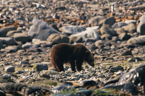 Hokkaido, Japan - June 8, 2023: A wild brown bear or a Grizzly bear or Ursus arctos observed from a boat at Shiretoko Peninsula, Hokkaido, Japan