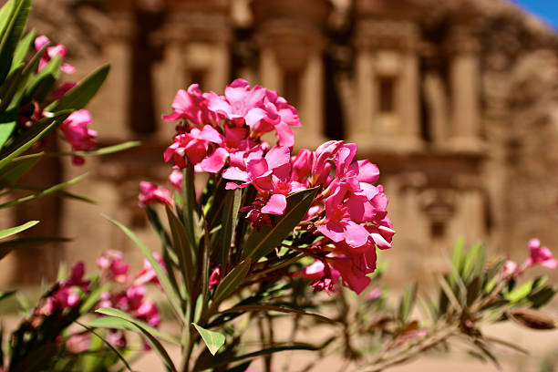 Oleander in Petra, Jordan stock photo