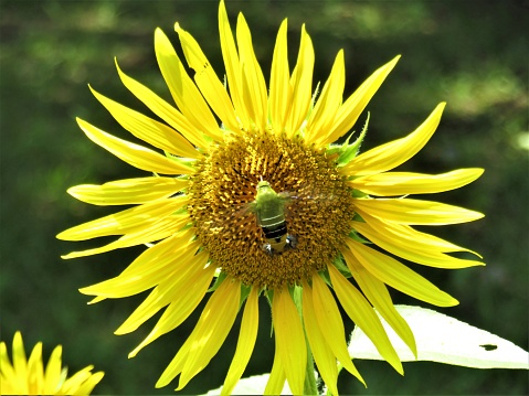 Bee on the sunflower.