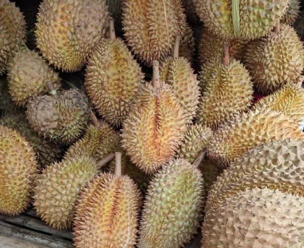 istock Portrait of ripe durians on the table 1498006535