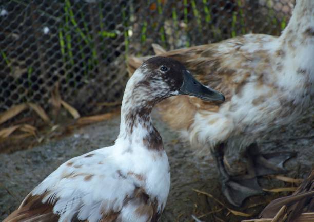 close up duck in the farm