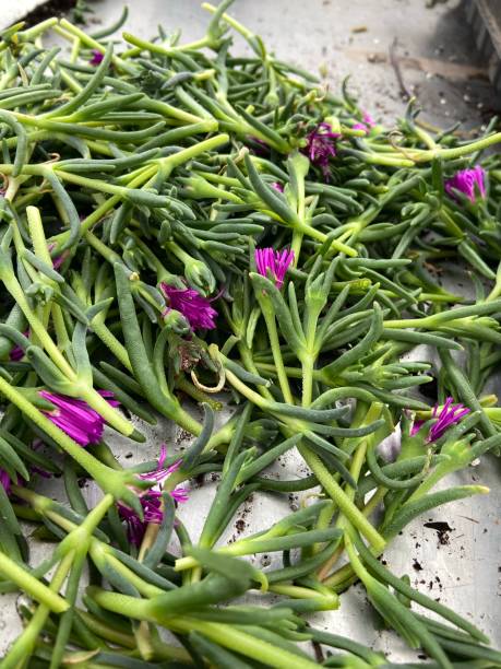 istock Propagating Delosperma cuttings with purple flowers 1498007018