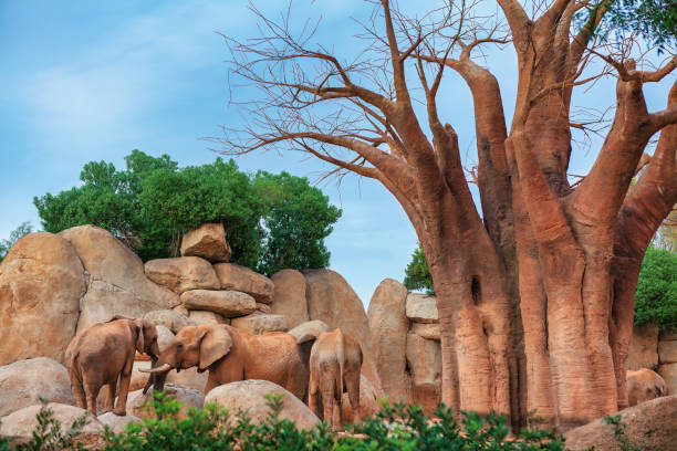 Group of elephants in savanna