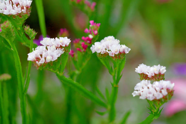 istock Limonium sinuatum/Statice: Dense Clusters of Papery, Funnel-shaped Flowers 1498009169