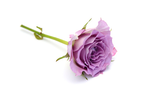 Bunch of rosy roses isolated on white