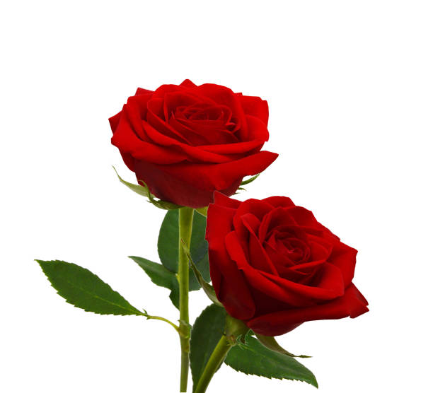 istock Bunch of rosy roses isolated on white 1498009327