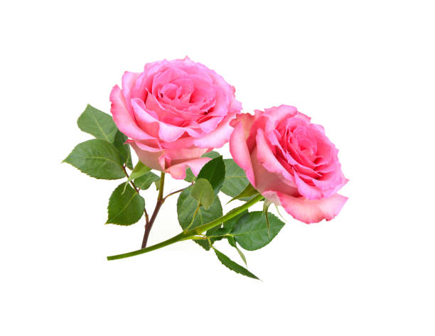 istock Bunch of rosy roses isolated on white 1498009494
