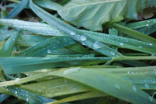 Photo of Dew or melt water on green grass. Thawing after a morning winter frost. Lying grass in the meadow. Off-season, windless calm weather. Green leaf with water drops