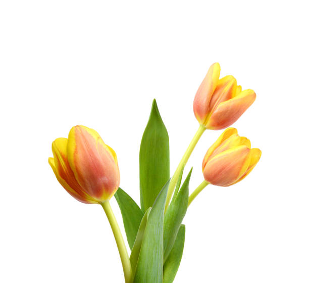 istock Stack pink tulip flowers bouquet in background 1498009684