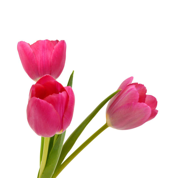 istock Stack pink tulip flowers bouquet in background 1498009686