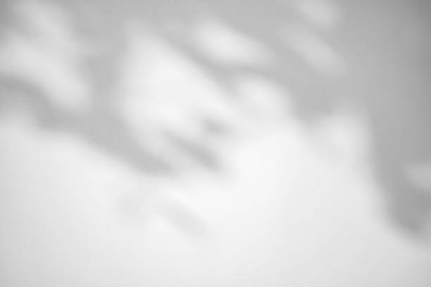 istock Abstract natural tree leaves shadow on white wall background 1498011545
