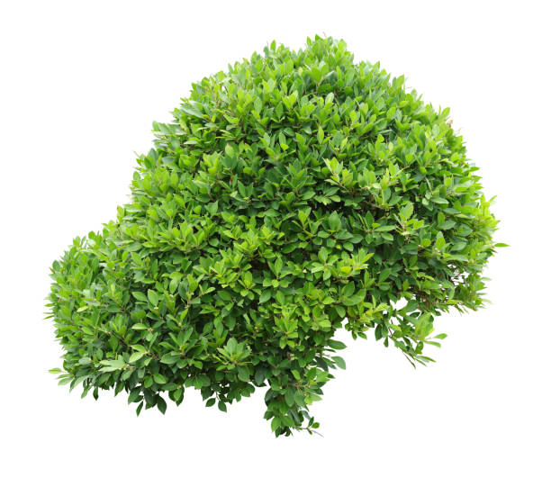 istock Tropical plant flower bush tree isolated on white background with clipping path. 1498014921