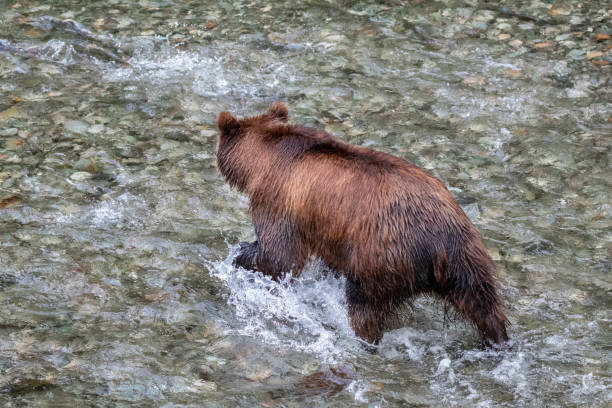 chasse au grizzli pour le saumon - wading alaska usa fur photos et images de collection