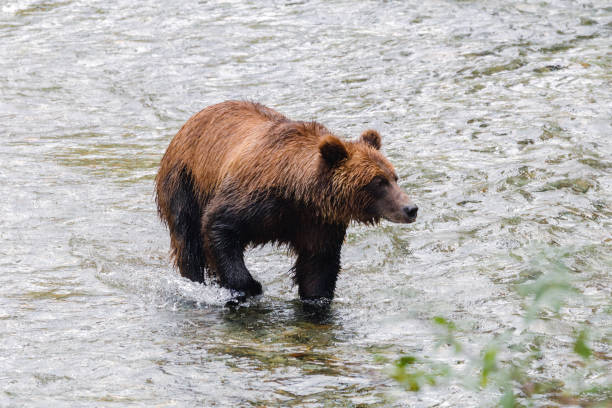 chasse au grizzli pour le saumon - wading alaska usa fur photos et images de collection