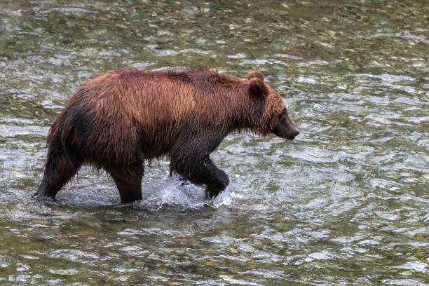 chasse au grizzli pour le saumon - wading alaska usa fur photos et images de collection