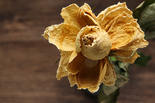 Close up of Beautiful dried rose yellow flower head on the table. Top view. empty space for text
