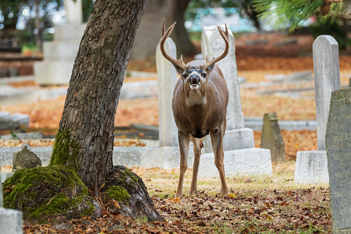 Deer relaxing and feeding in a graveyard.