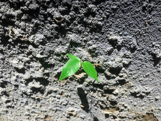 a small green plants growing on concrete wall