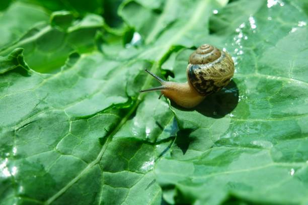 istock A Small Snail On Green Kale Leave 1498020077