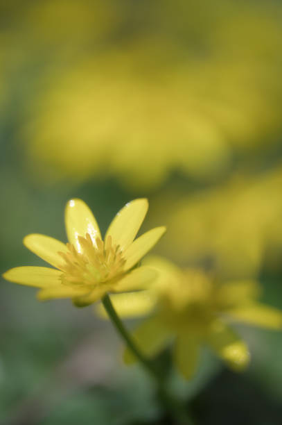 istock macro image of yellow flower 1498020170