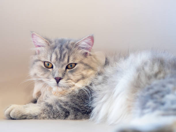 istock Persian cat lay down on the sofa and looked at something 1498021122
