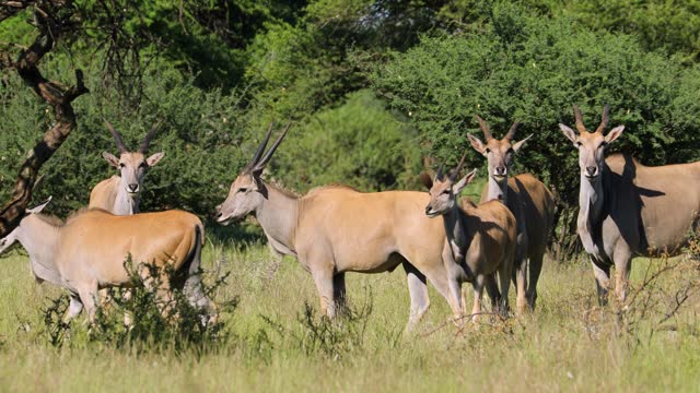 An eland antelope (Tragelaphus oryx) herd in natural habitat, Mokala National Park, South Africa