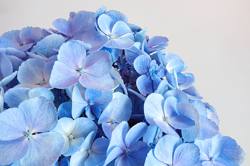 Violets flowers on white background. Soft focus image with blurred perspective