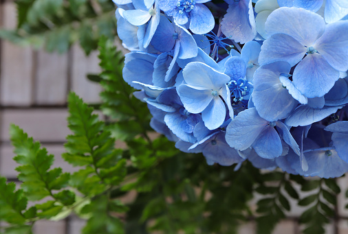 Closeup of Beautiful soft blue hydrangea,(Hydrangea macrophylla) or Hortensia flower. Bouquet of soft blue hydrangea, empty space for text