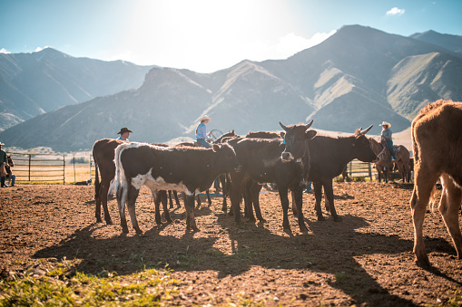 Cowboys branding cattle in rodeo arena in Utah, USA.